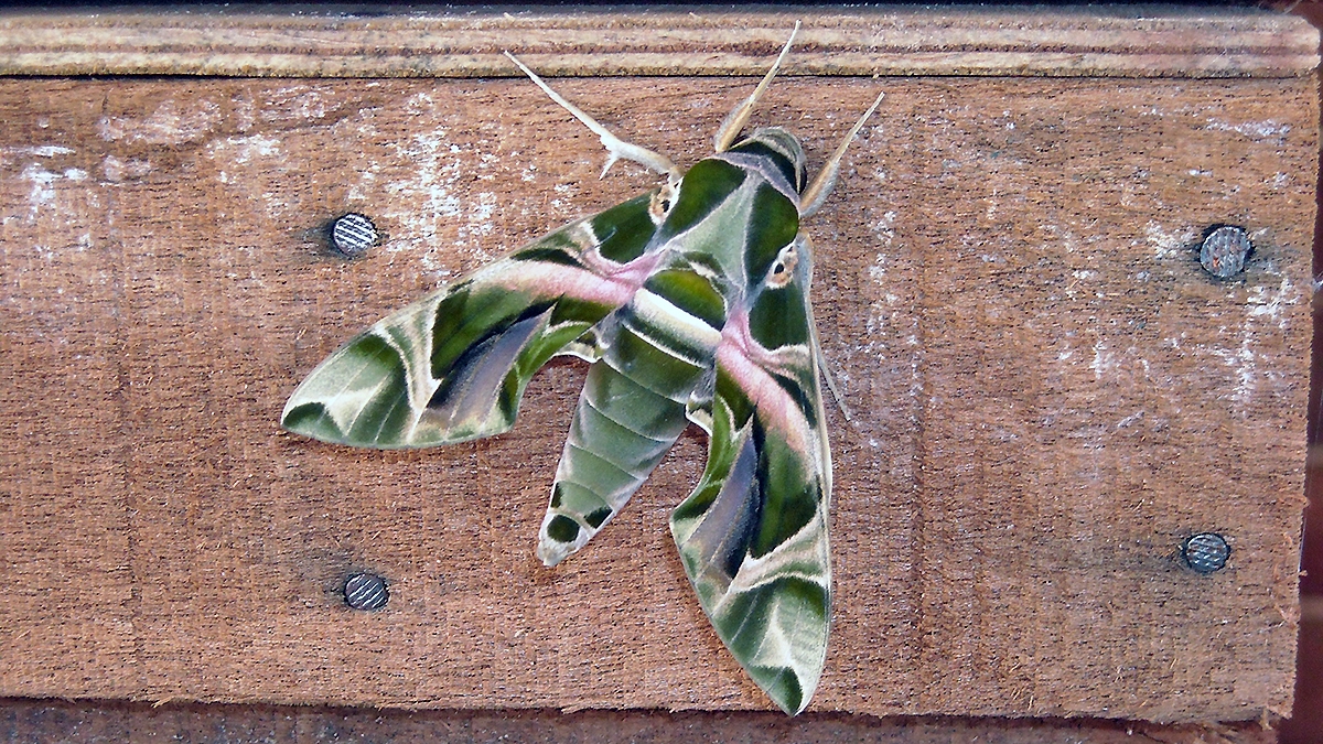 Oleander Hawk-moth [Daphnis nerii]