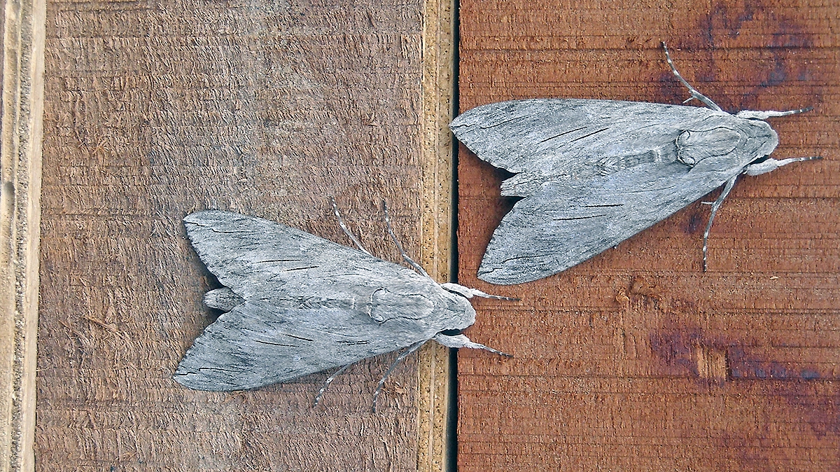 Convolvulus Hawk-moth [Agrius convolvuli]