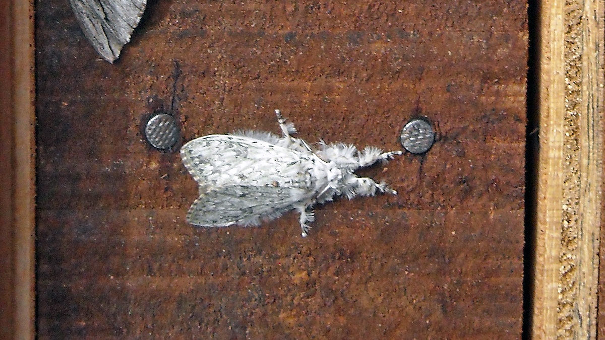 Georgiana's Tussock moth [Eudasychira georgiana ?]