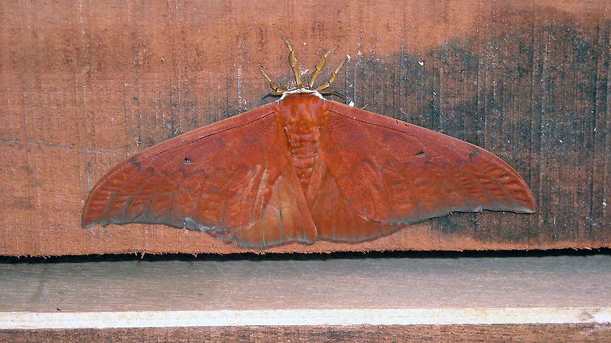 Giant Silkmoth [Pseudobunaea alinda]