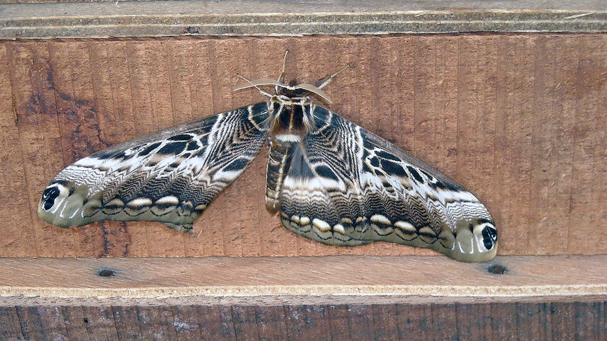 Drury's Owl Moth [Dactyloceras lucina]