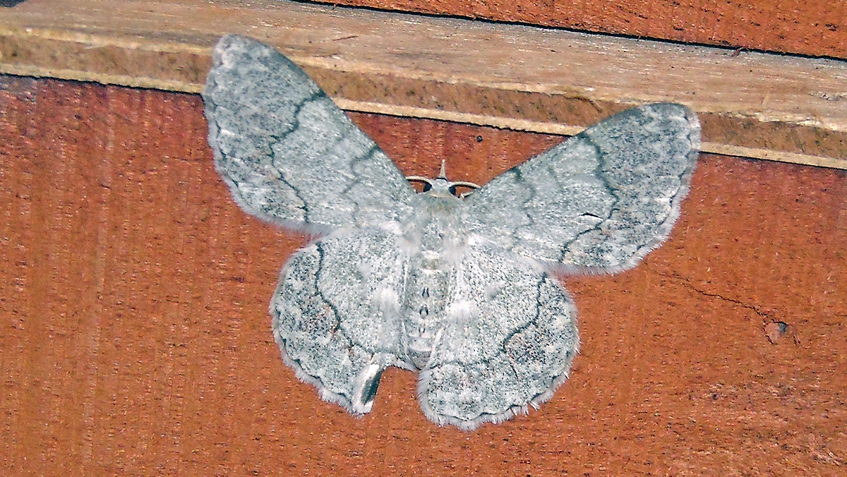 Lahaye's Pingasa [Pingasa lahayei austrina]