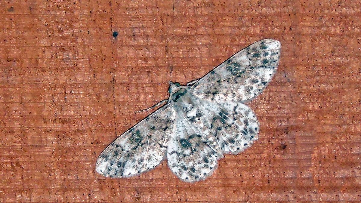 Citrus Looper [Ascotis reciprocaria ?]