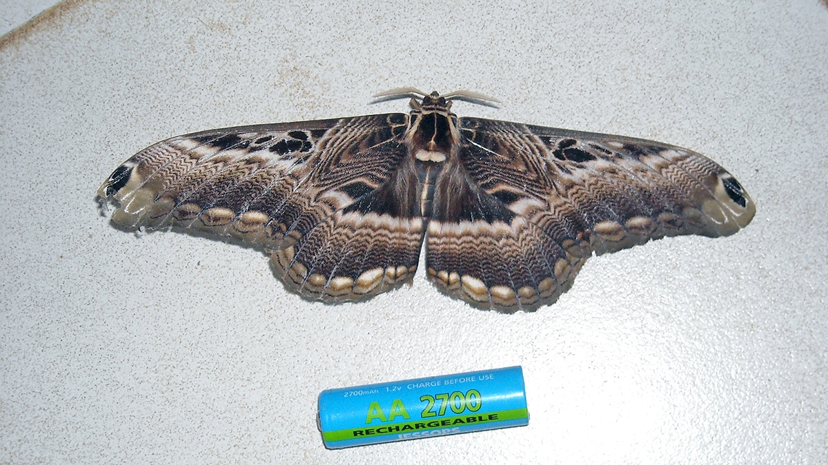Drury's Owl Moth [Dactyloceras lucina]