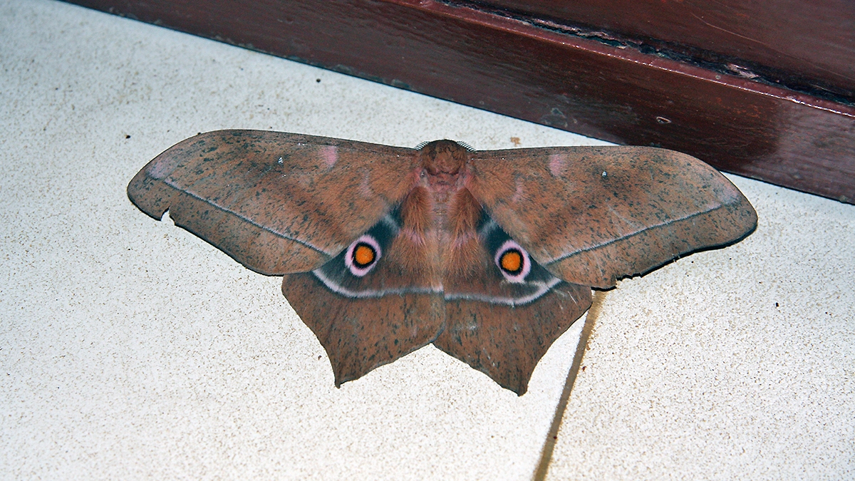 Diverse Emperor [Imbrasia epimethea]