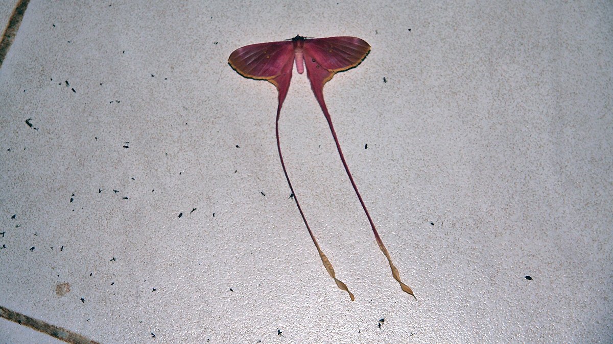 Pink Silk Moth [Eudaemonia argus]