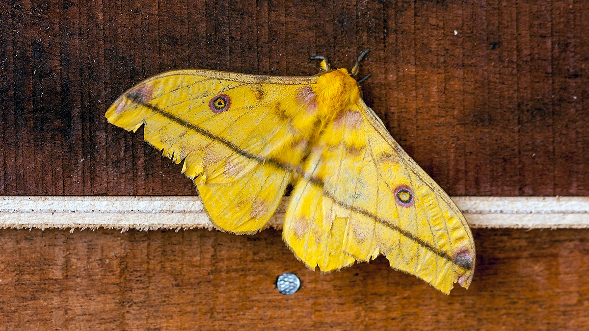 Yellow Emperor [Nudaurelia dione]