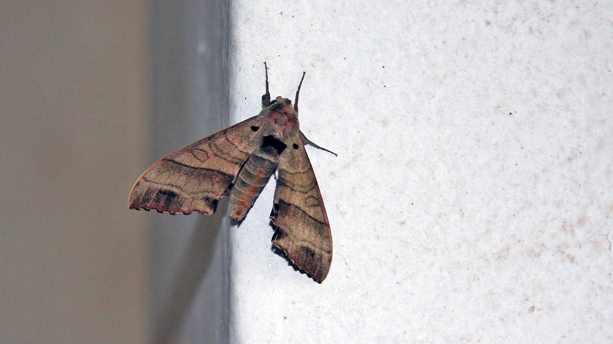 Rose Hawk Sphinx Moth [Rufoclanis rosea]