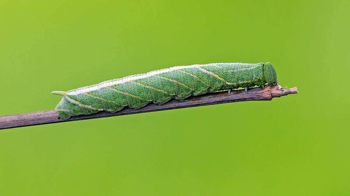 Death's-head Hawk-moth [Acherontia atropos]