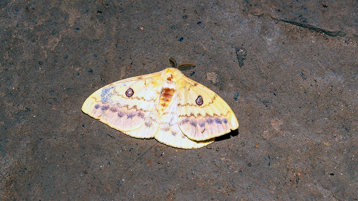 Cat's Eyed Emperor [Aurivillius aratus]