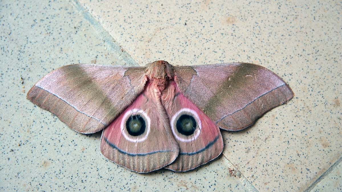 Pink Giant African Emperor Moth [Gonimbrasia hecate]
