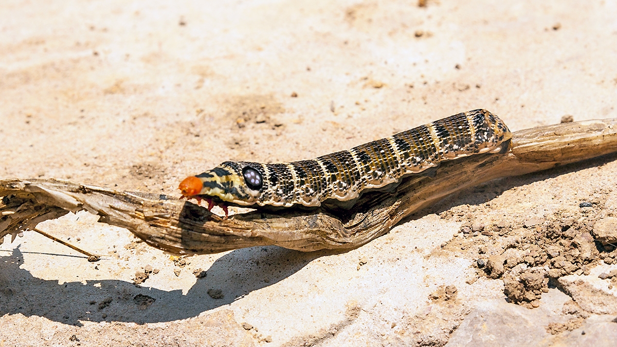 Large Striped Hawk-moth [Hippotion osiris]