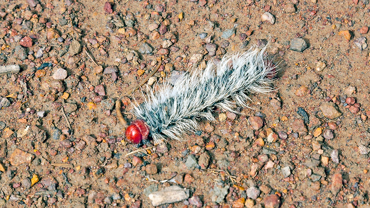 saturniid moth [Micragone cana ?]