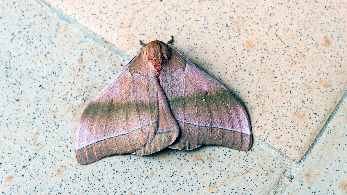 Pink Giant African Emperor Moth [Gonimbrasia hecate]
