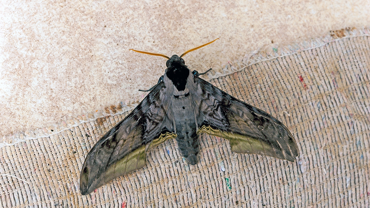 Widow Sphinx [Acanthosphinx guessfeldtii]
