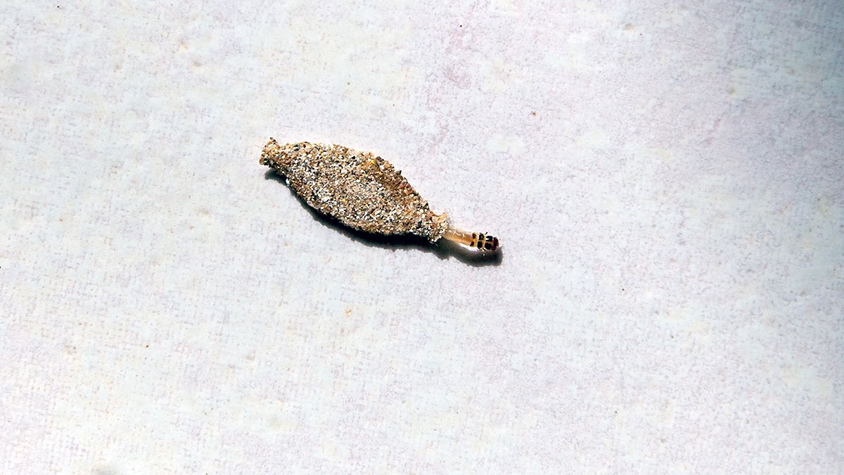 Household Case-bearing Moth [Phereoeca allutella]