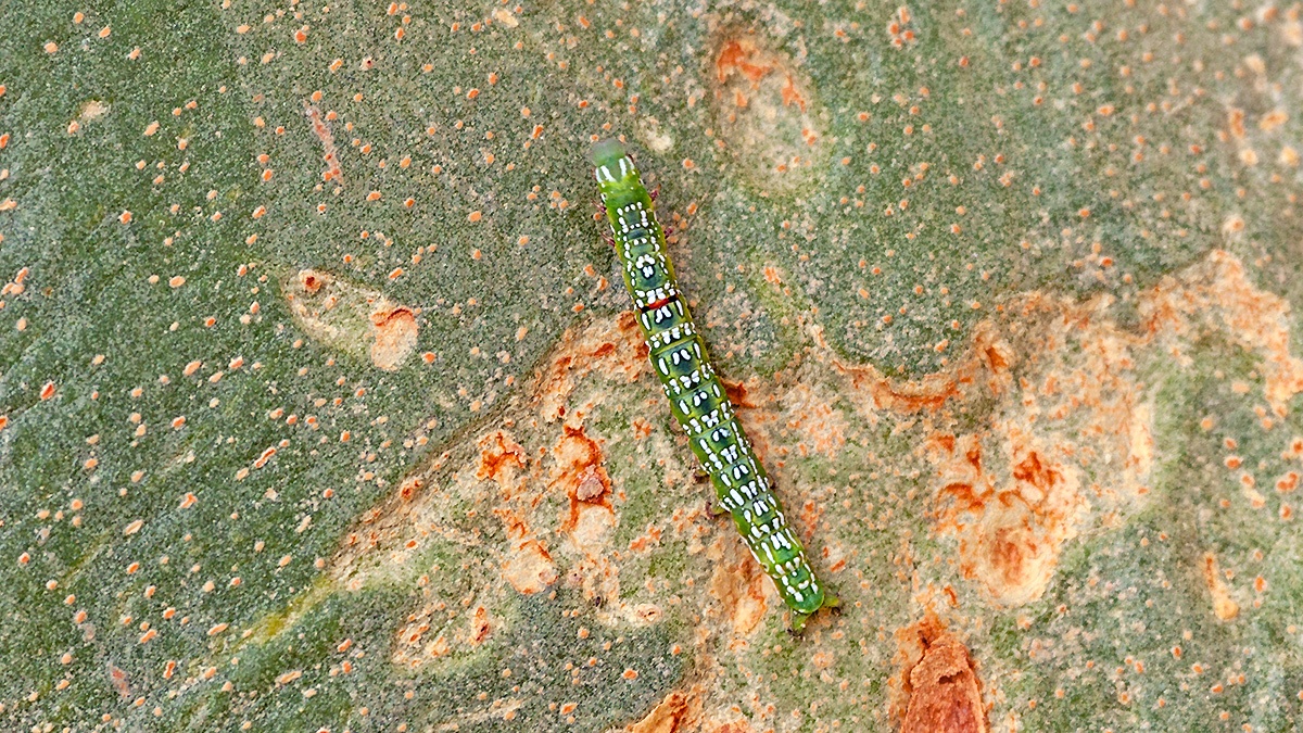 Sundowner Moth [Sphingomorpha chlorea]