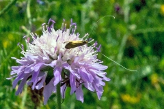 Scabious Longhorn [Nemophora metallica]