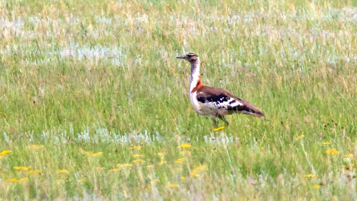 Denham's Bustard [Neotis denhami stanleyi]