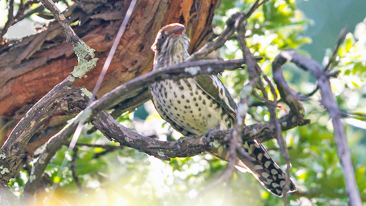 Diederik Cuckoo [Chrysococcyx caprius]