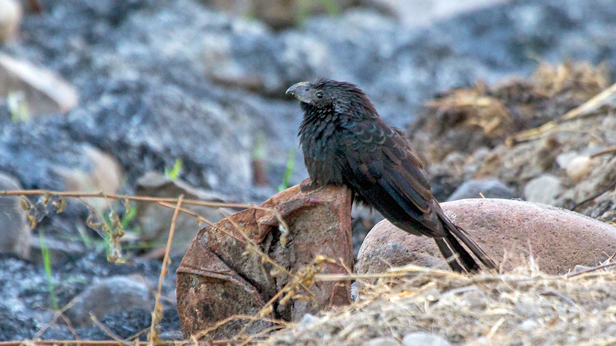Groove-billed Ani [Crotophaga sulcirostris]