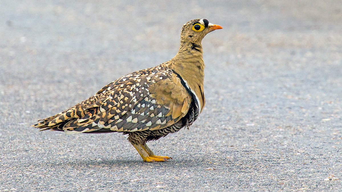 Double-banded Sandgrouse [Pterocles bicinctus multicolor]