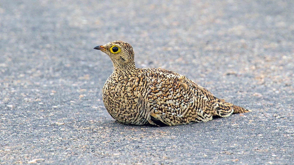 Double-banded Sandgrouse [Pterocles bicinctus multicolor]