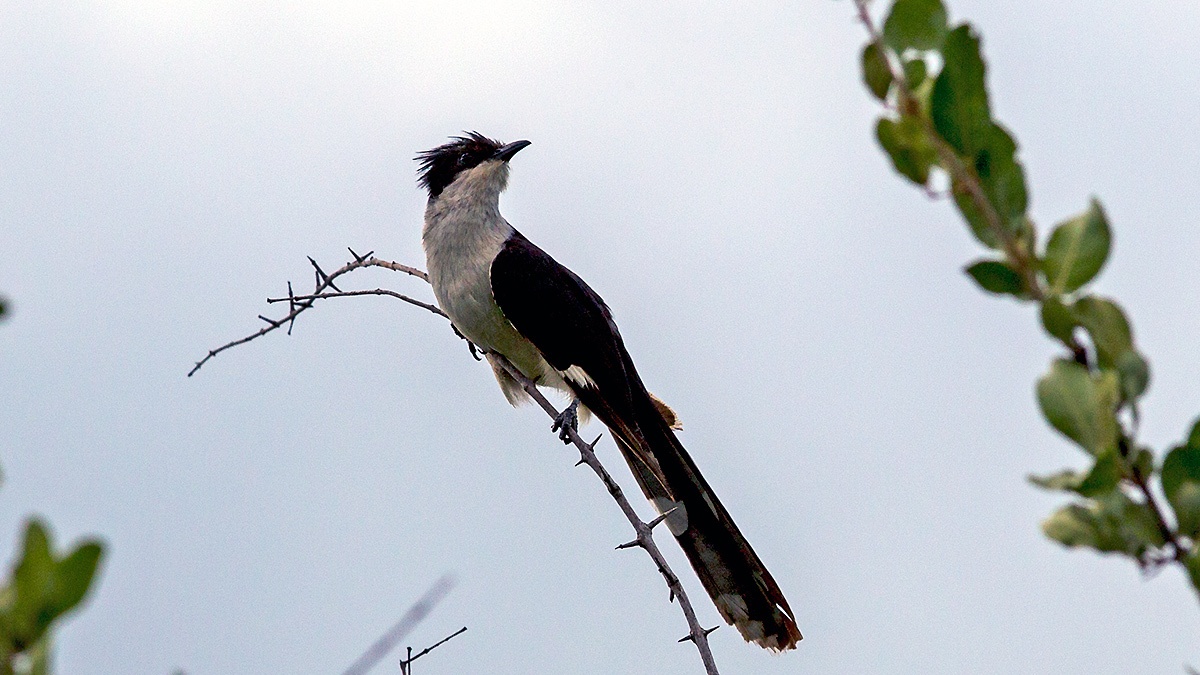 Jacobin Cuckoo [Clamator jacobinus serratus]
