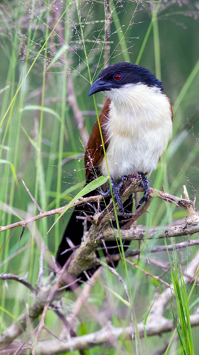 Burchell's Coucal [Centropus burchellii burchellii]
