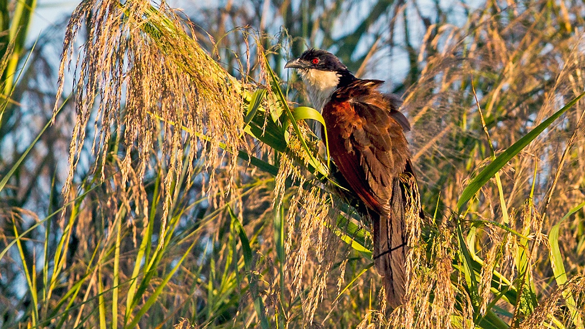 Coppery-tailed Coucal [Centropus cupreicaudus cupreicaudus]