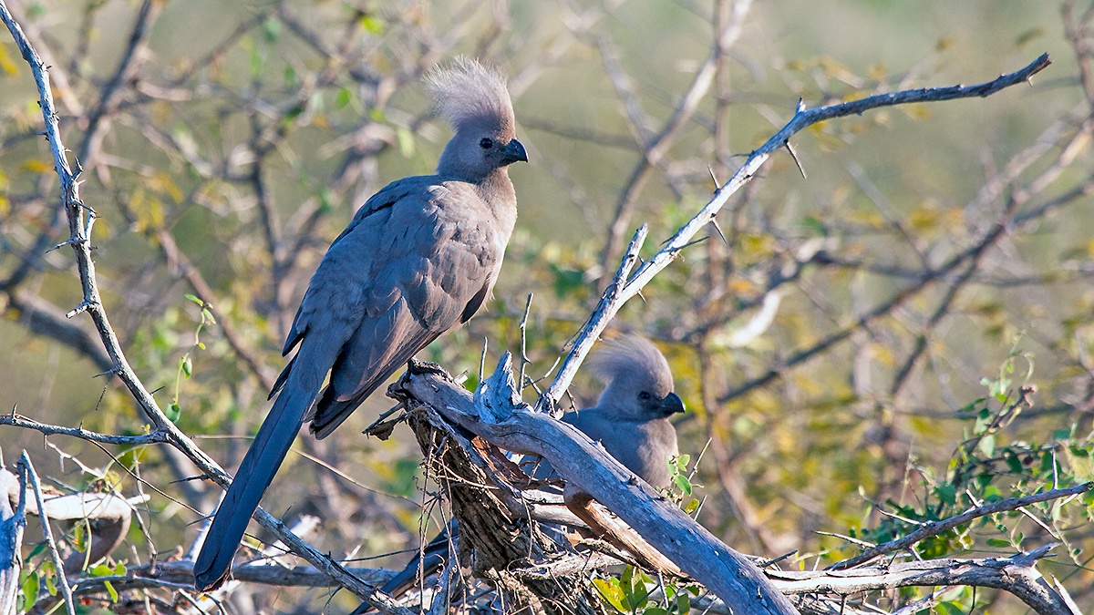 Grey Go-away-bird [Crinifer concolor concolor]