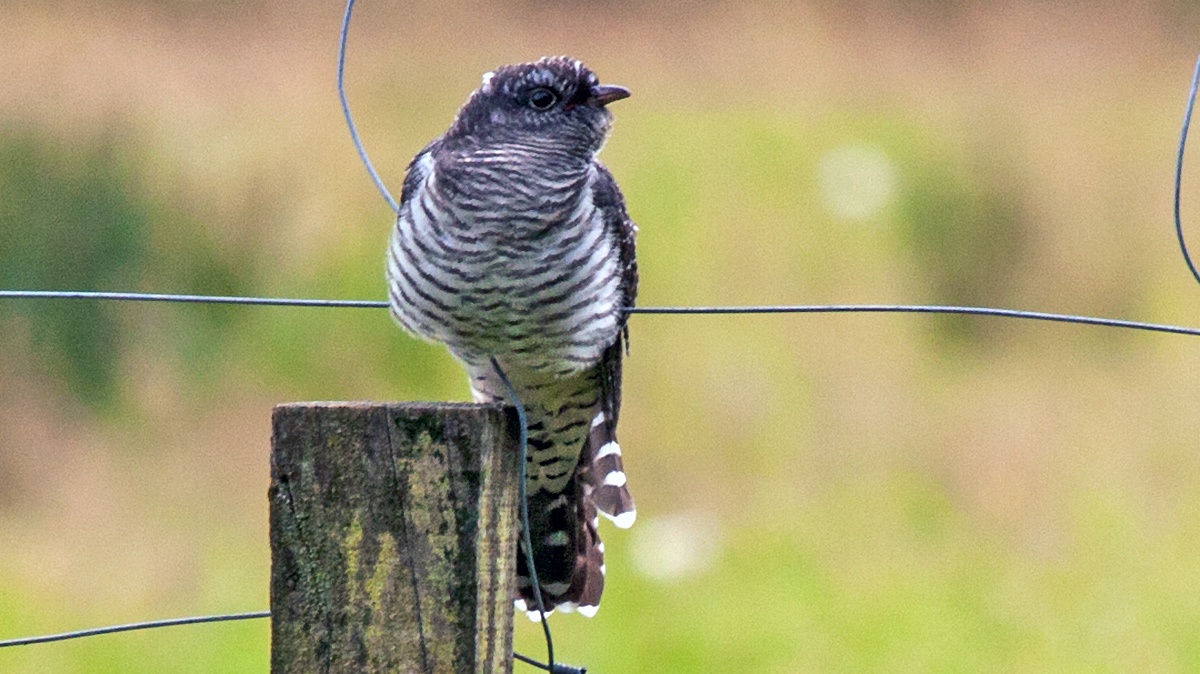 Common Cuckoo [Cuculus canorus canorus]