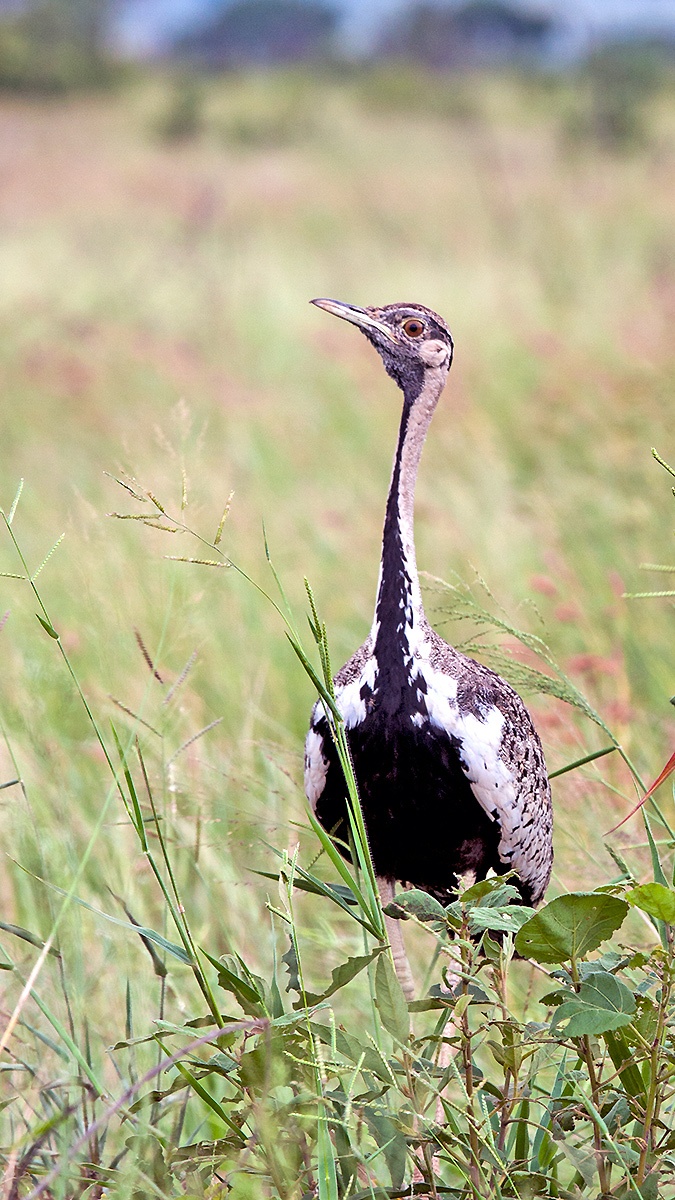 Black-bellied Bustard [Lissotis melanogaster notophila]