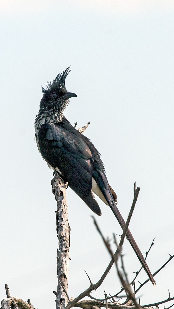 Levaillant's Cuckoo [Clamator levaillantii]