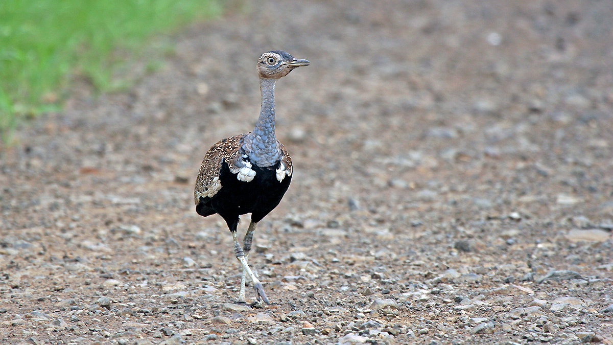 Red-crested Korhaan [Lophotis ruficrista]