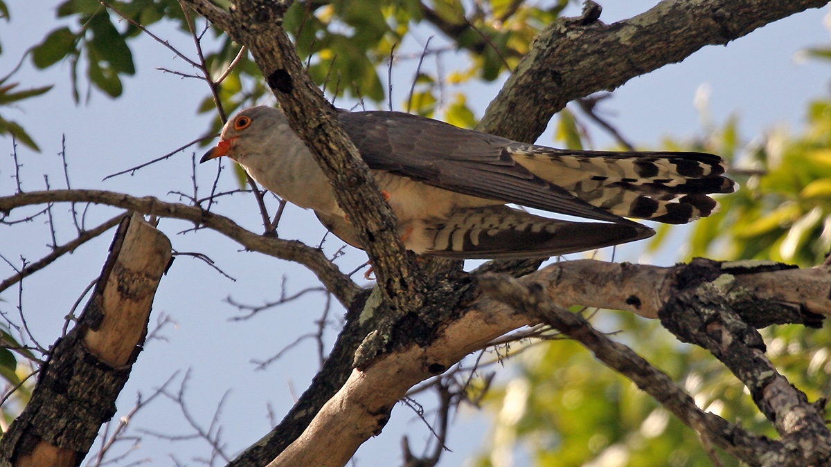 African Cuckoo [Cuculus gularis]