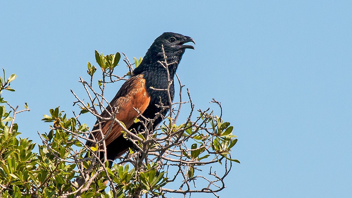Black Coucal [Centropus grillii]