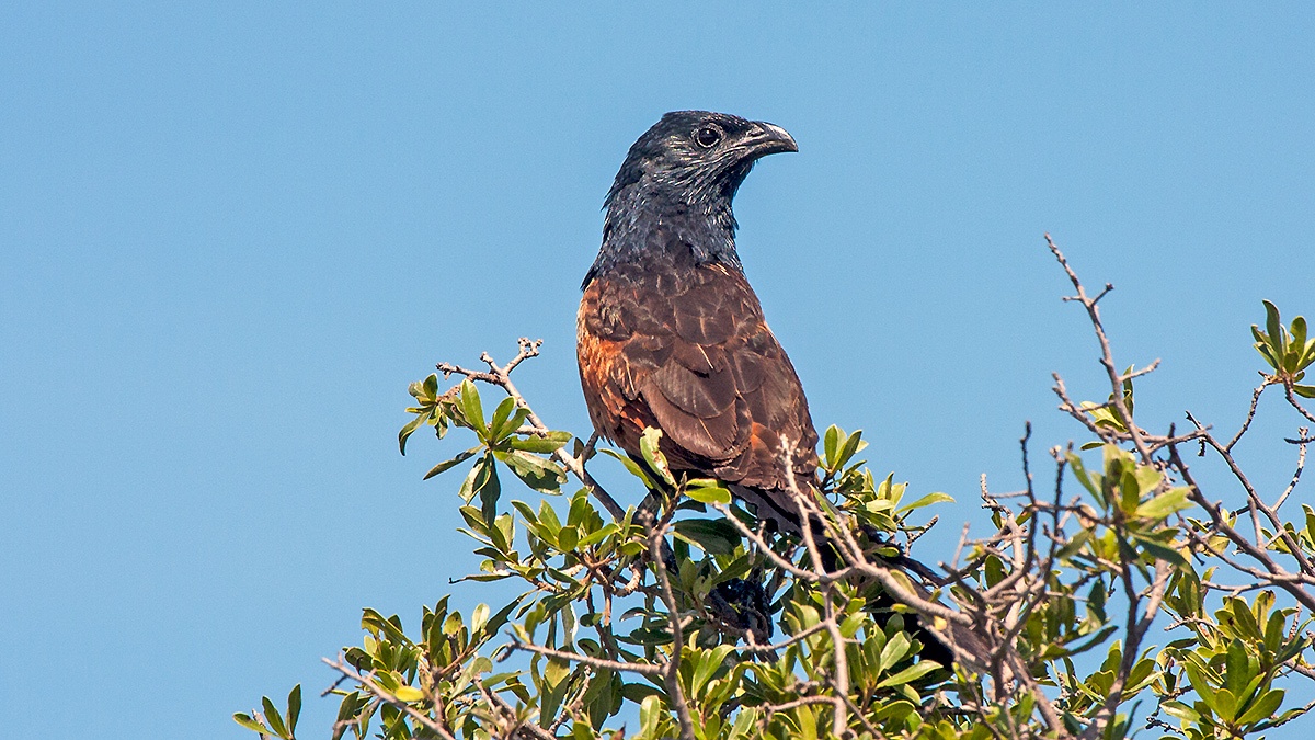 Black Coucal [Centropus grillii]