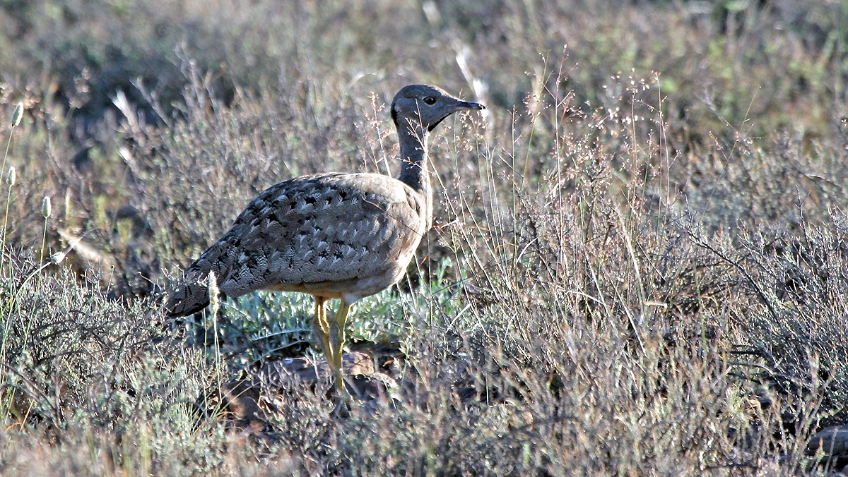 Karoo Korhaan [Eupodotis vigorsii vigorsii]