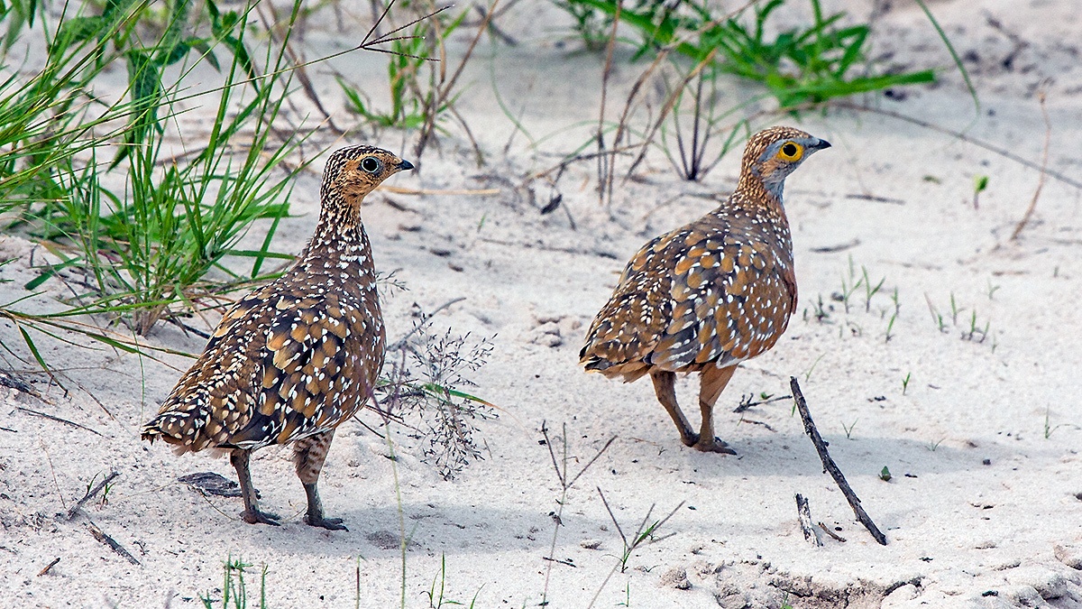 Burchell's Sandgrouse [Pterocles burchelli]