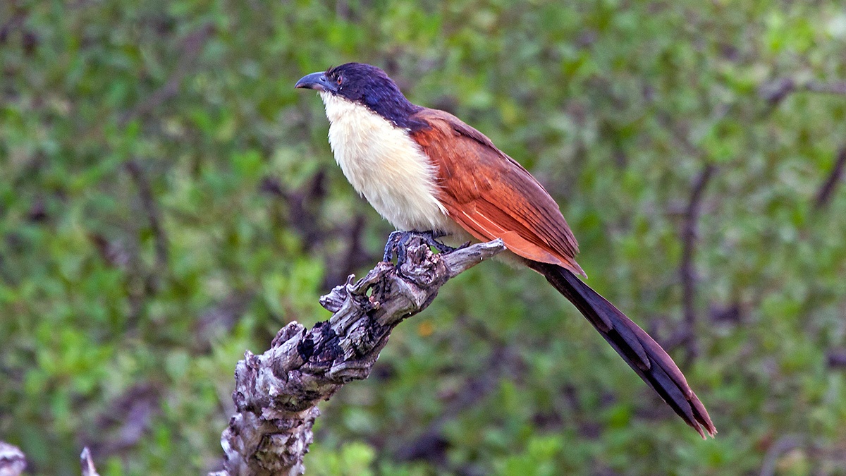 Senegal Coucal [Centropus senegalensis flecki]