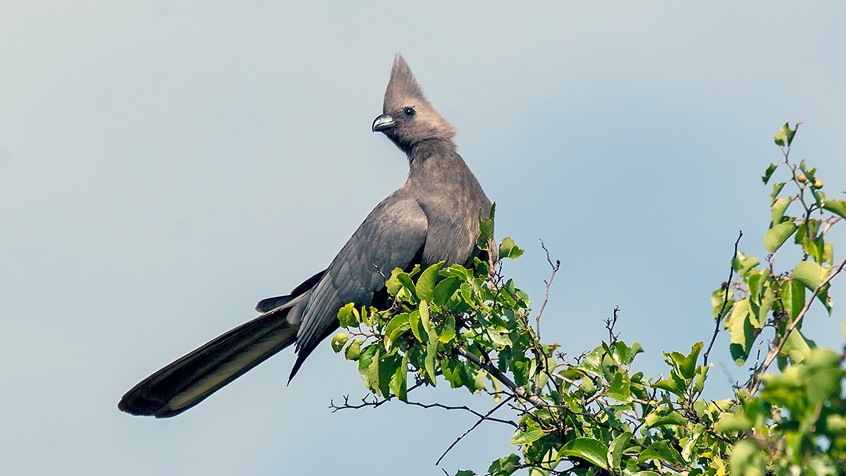 Grey Go-away-bird [Crinifer concolor bechuanae]