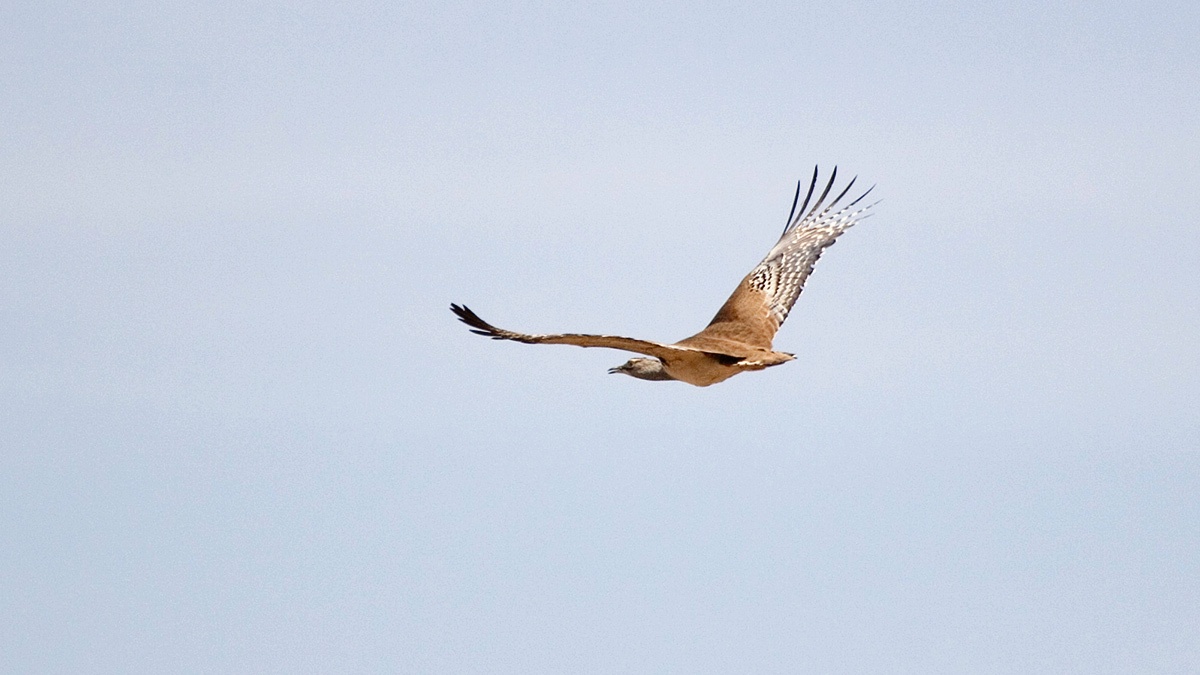 Kori Bustard [Ardeotis kori kori]