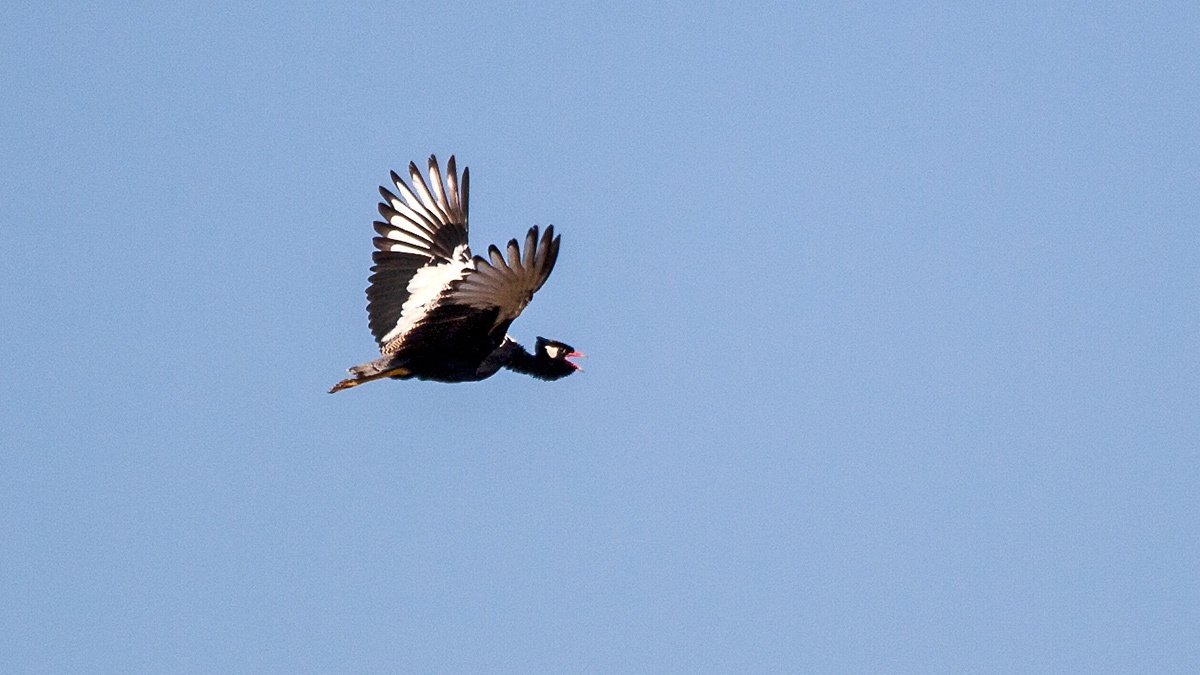 Northern Black Korhaan [Afrotis afraoides afraoides]