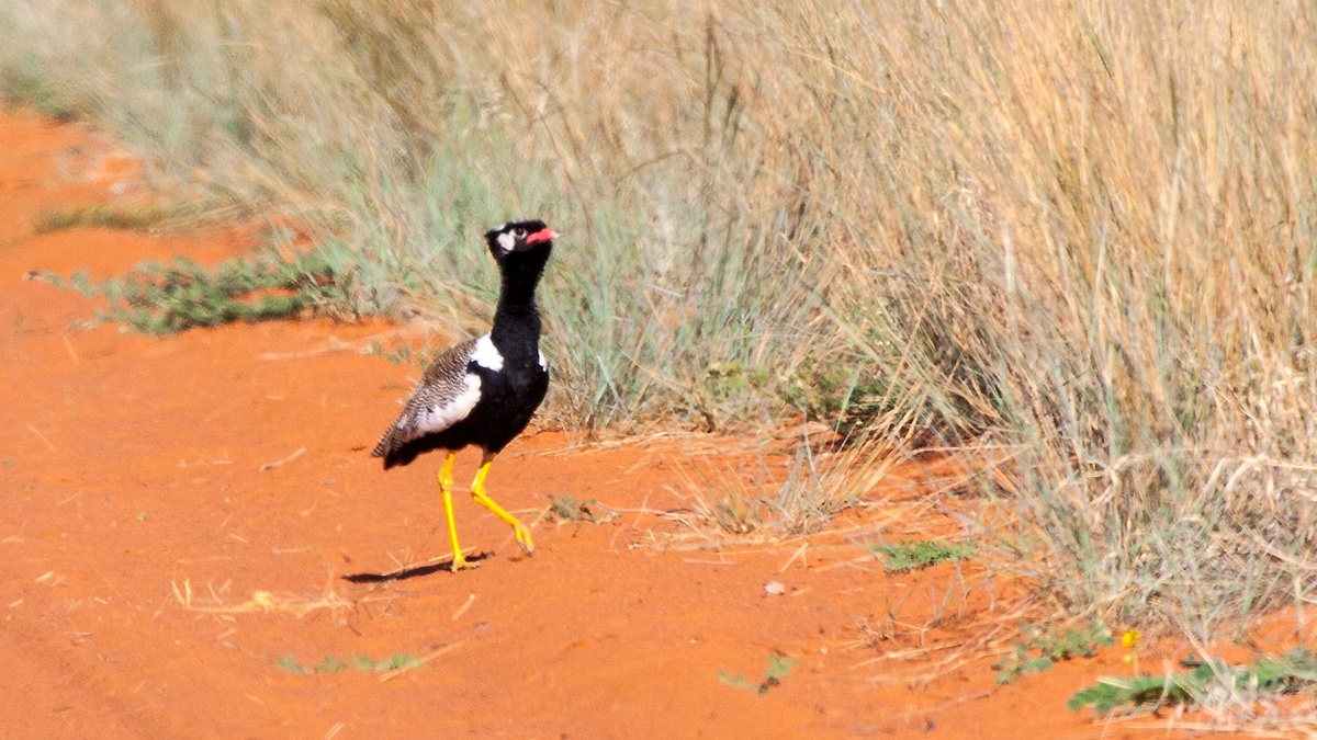 Northern Black Korhaan [Afrotis afraoides afraoides]