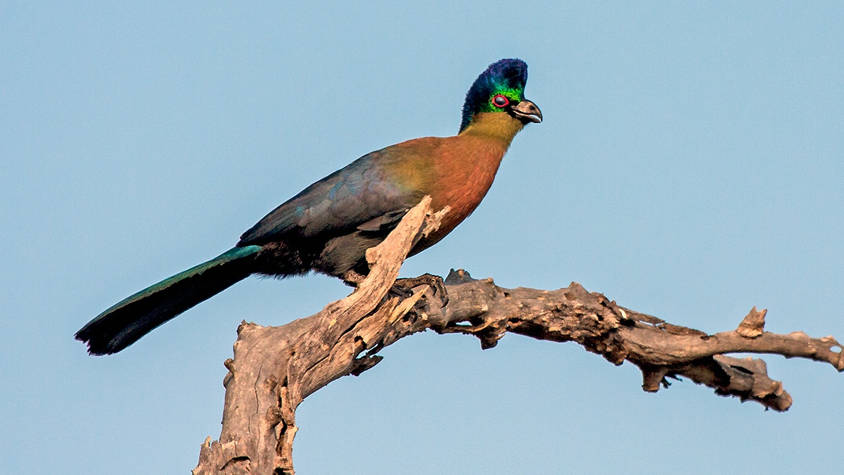 Purple-crested Turaco [Gallirex porphyreolophus porphyreolophus]