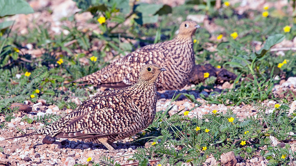 Namaqua Sandgrouse [Pterocles namaqua]