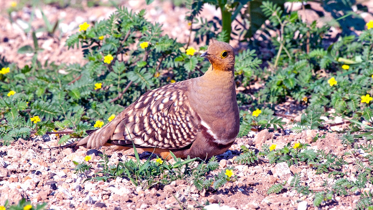 Namaqua Sandgrouse [Pterocles namaqua]