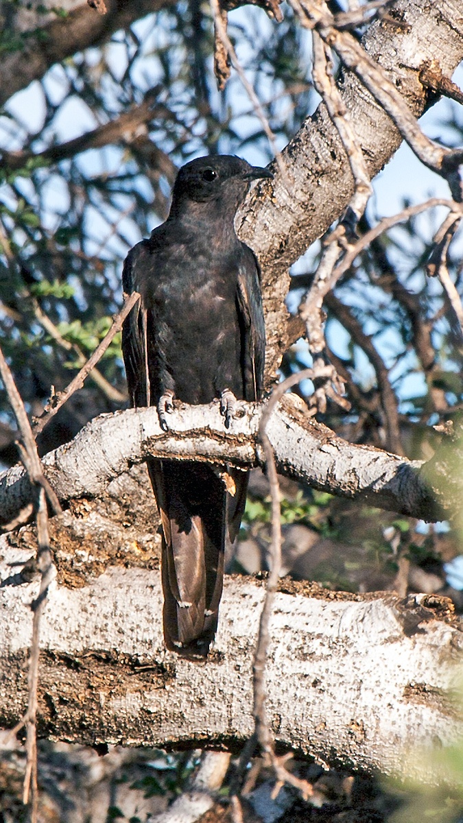 Black Cuckoo [Cuculus clamosus clamosus]