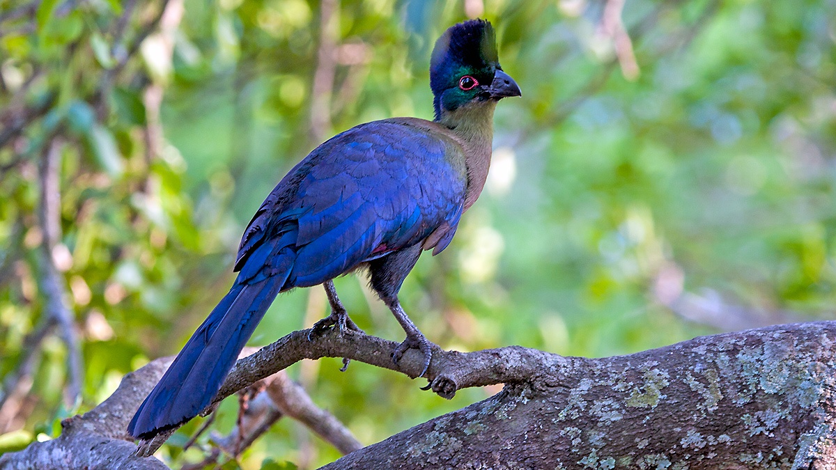 Purple-crested Turaco [Gallirex porphyreolophus porphyreolophus]